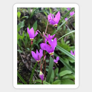 Driftless wildflowers Sticker